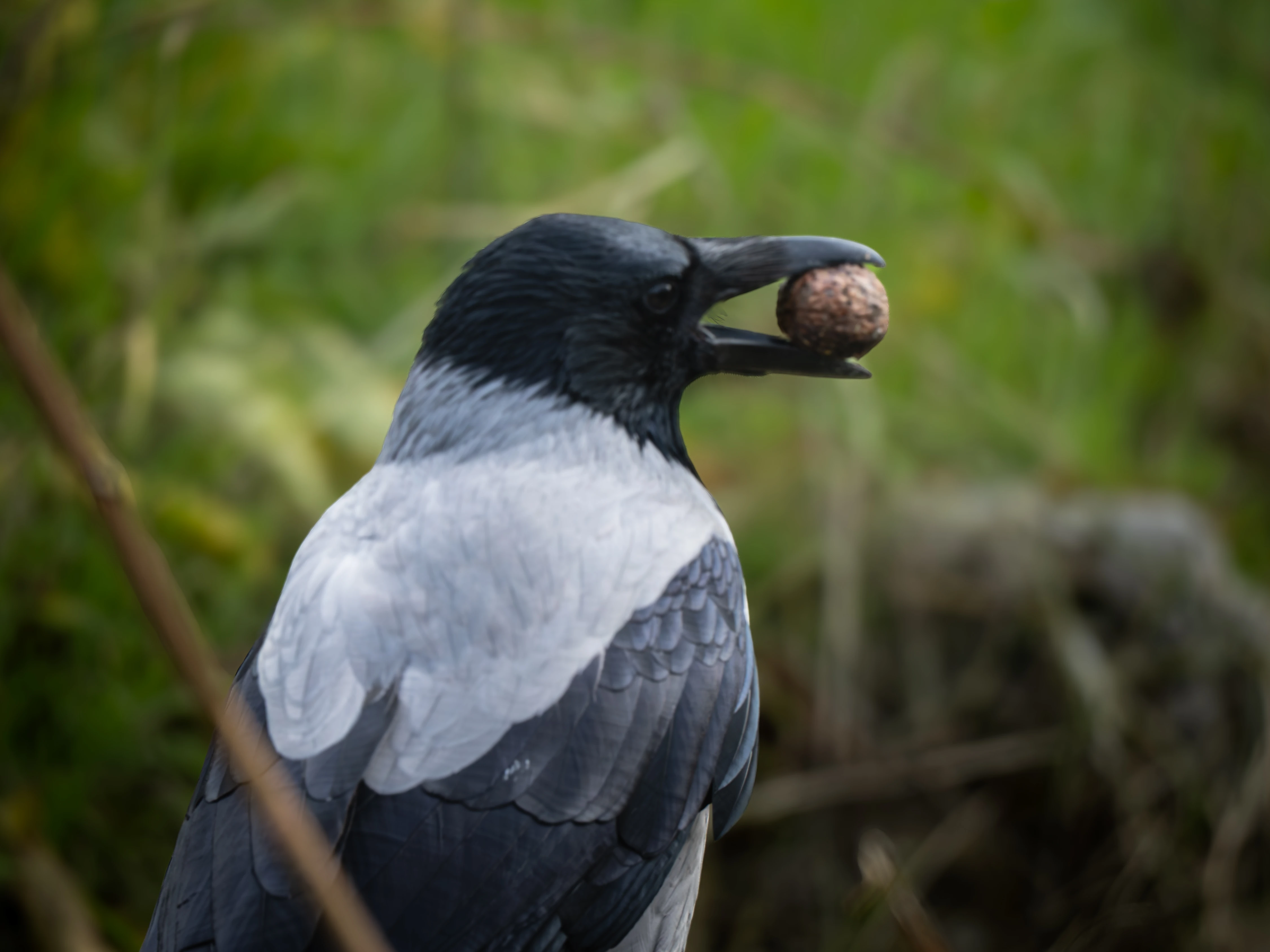 Crow Portrait